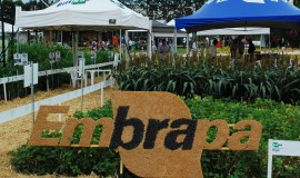 embrapa